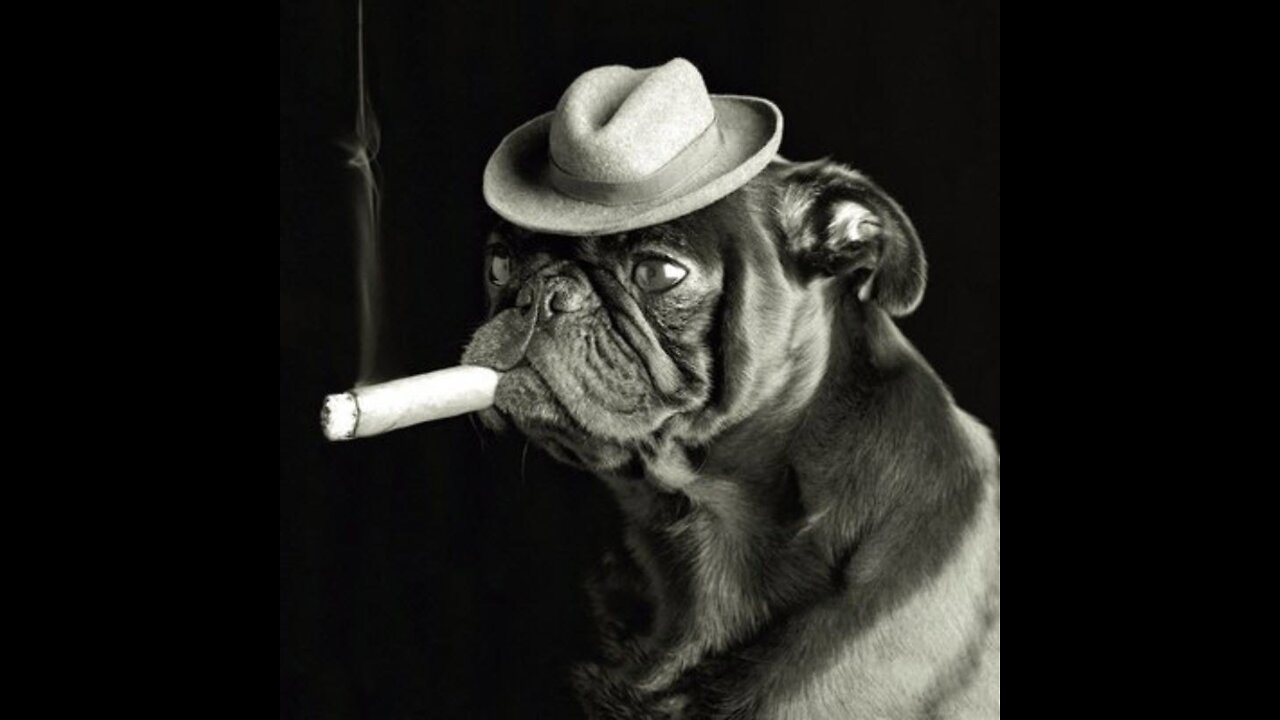 Smoking Dog funny animals