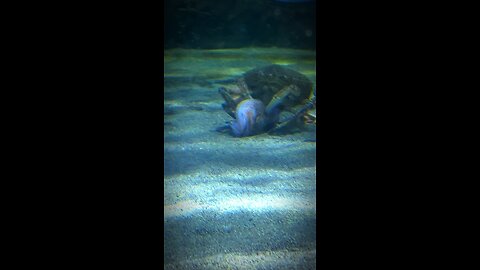 Crab 🦀 eating fish in Ireland’s Largest Aquarium #shorts #viral #trending #viralvideo