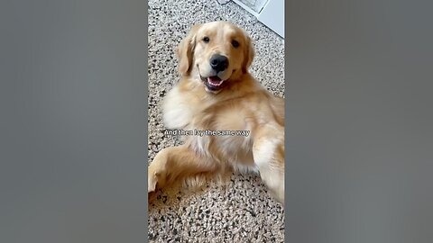 A day in the life of a golden retriever!