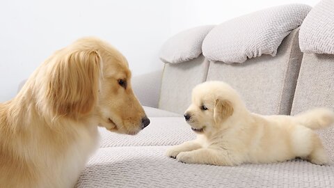 Fluffiest Golden retriever Puppies!