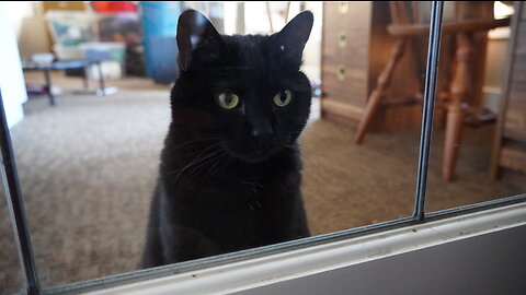 Dog Fixates On Cat With Piercing Eyes