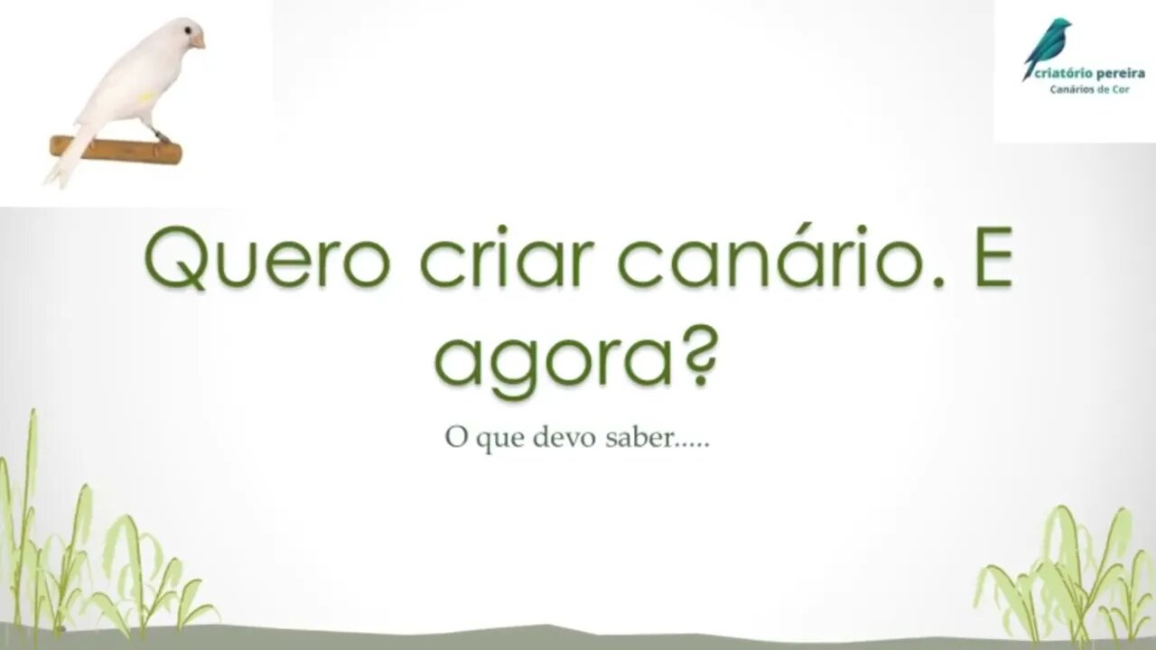 VÍDEO 01 - QUERO CRIAR CANARIO E AGORA?