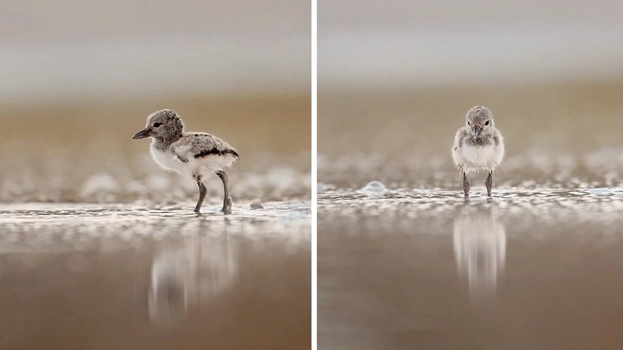 Awesome Photographer Captures Adorable Baby Oystercatchers In The Wild