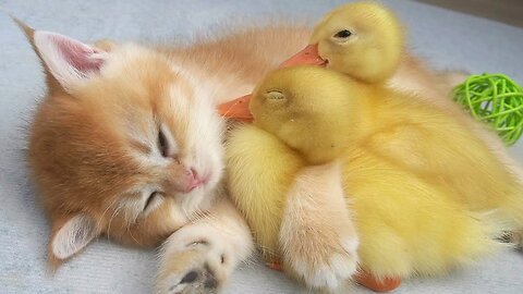 Cute Cats & Duck | Best Animals video | Cats Vs Duck fight