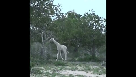 Rare White Giraffes caught on camera for the first time