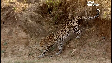 Documentary Animals Education: Lifespan of a Leopard - Hunt Prey. Defend Territory