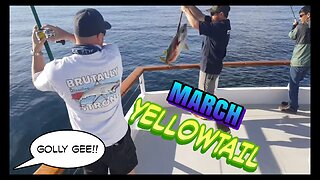 (35) 03/03/2017 - Drew's Yellowtail taken aboard the New Seaforth.