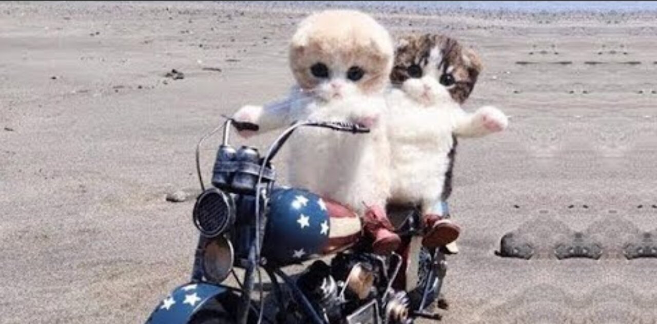 omg so cute cats best funny cat videos 2022