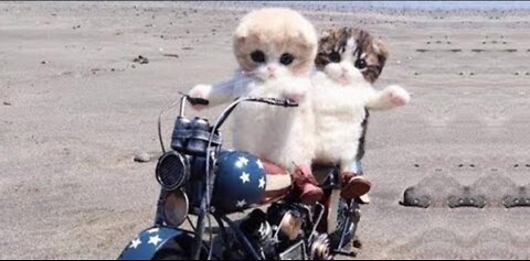 omg so cute cats best funny cat videos 2022