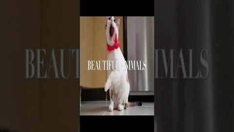 cute dog