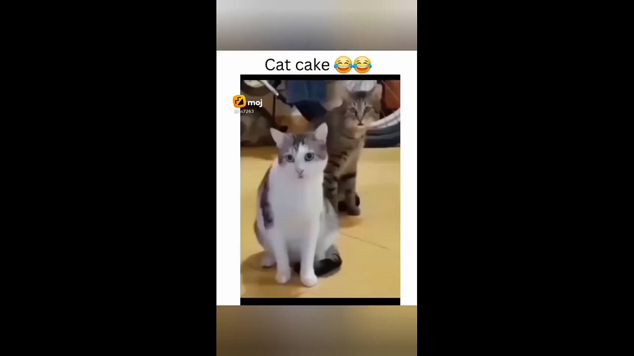 cat funny videos