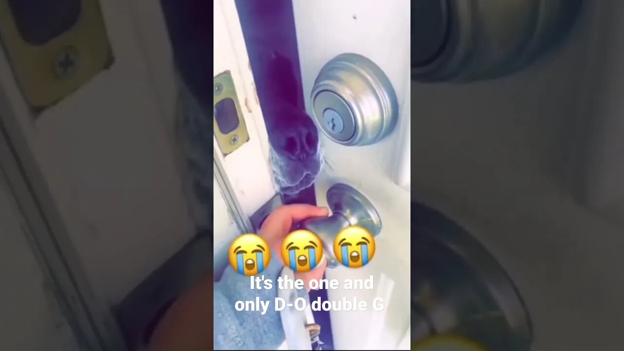 MEME is the one and only D-O double G #shorts