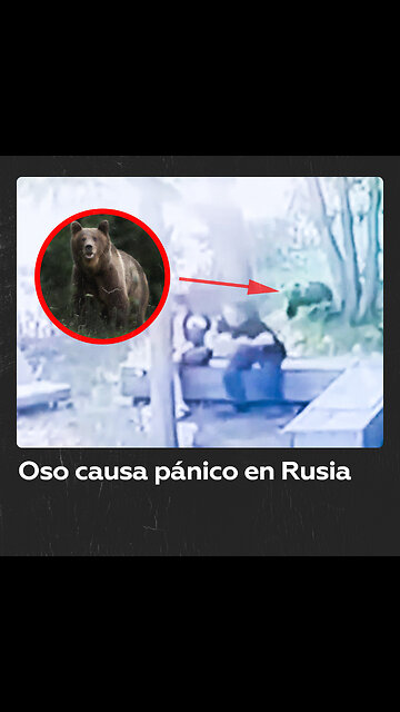 Oso aterroriza a ciudadanos en una ciudad rusa y duerme en un árbol