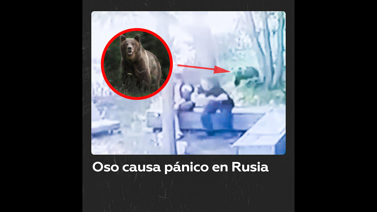 Oso aterroriza a ciudadanos en una ciudad rusa y duerme en un árbol