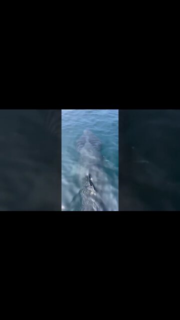 Basking sharks are the second largest living shark and fish.