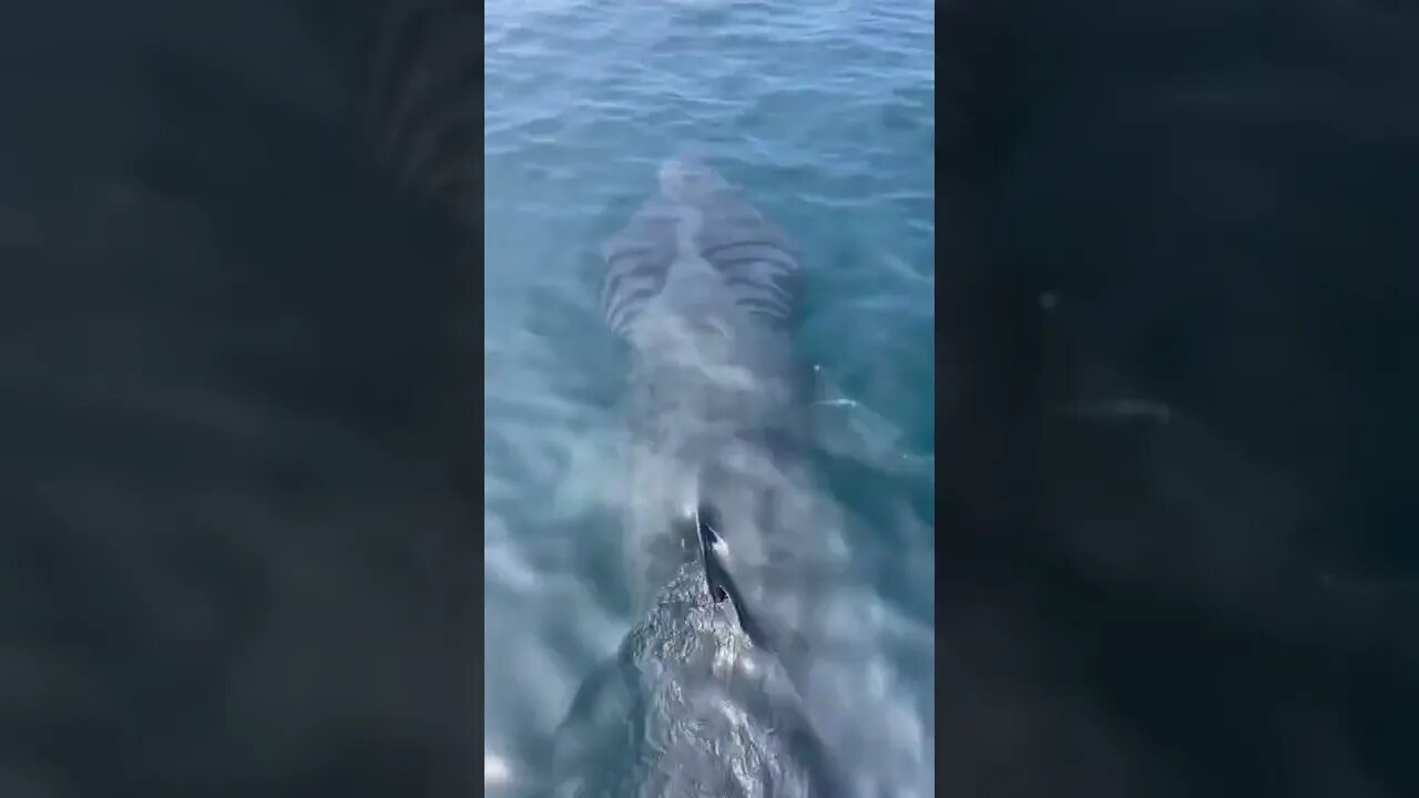 Basking sharks are the second largest living shark and fish.