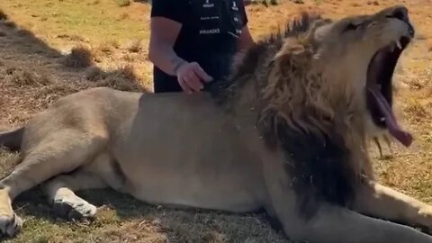 Huge lion chilling- King - Daily Dose of Nature