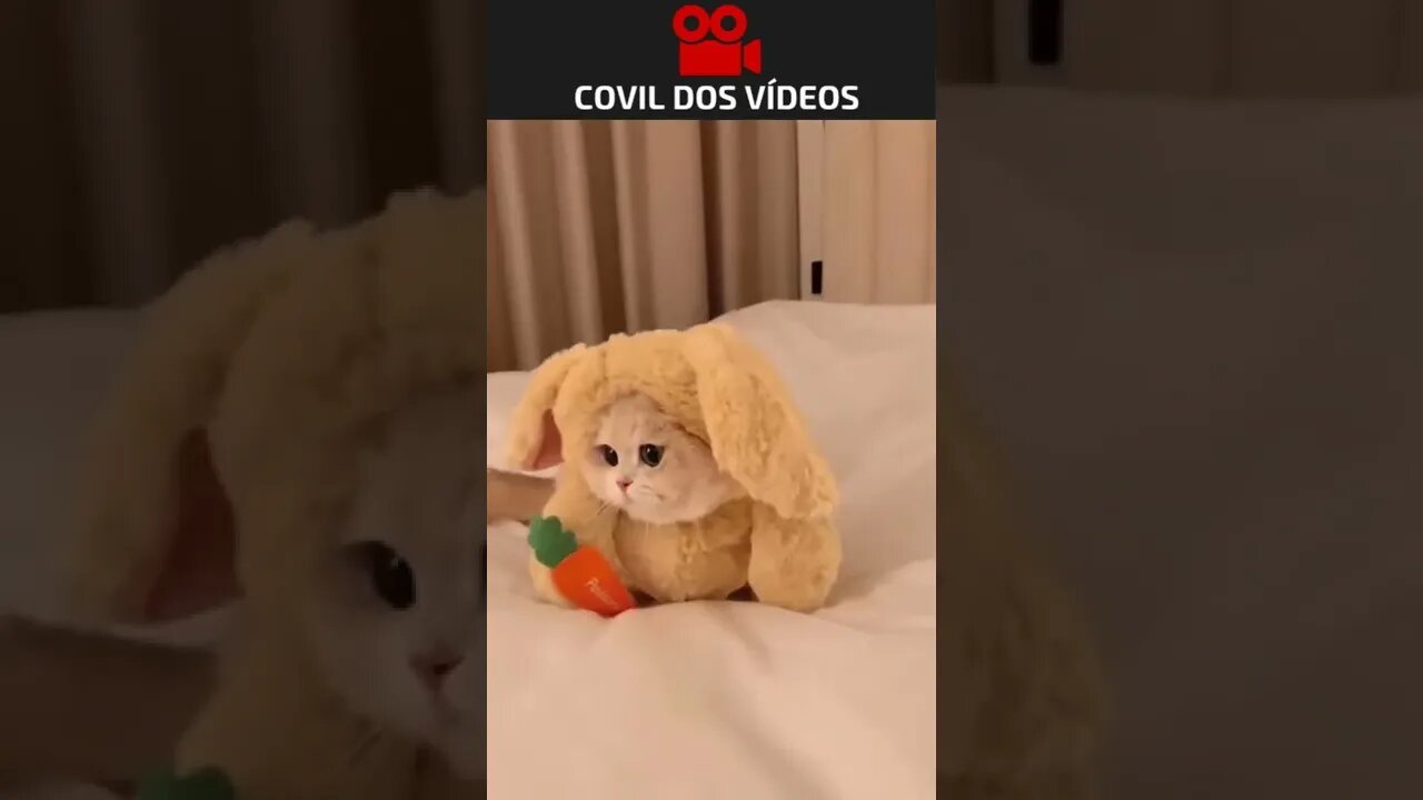 o gato que queria ser coelho