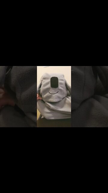 Koala na mesa do café