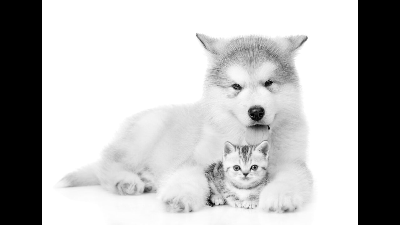 Funny dog and cute cat 😺🐶