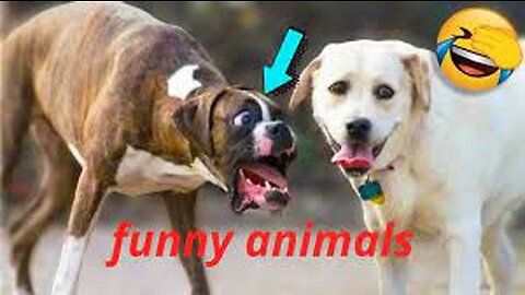 Funny animals 2023😆 - Funniest Cats and Dogs Video🐕🐈