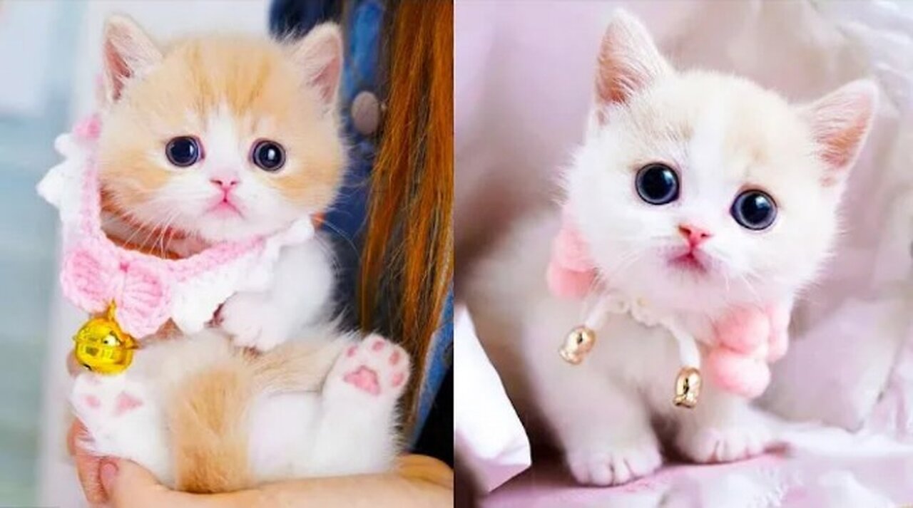 Cute baby cat 😸😸 so funny and cute