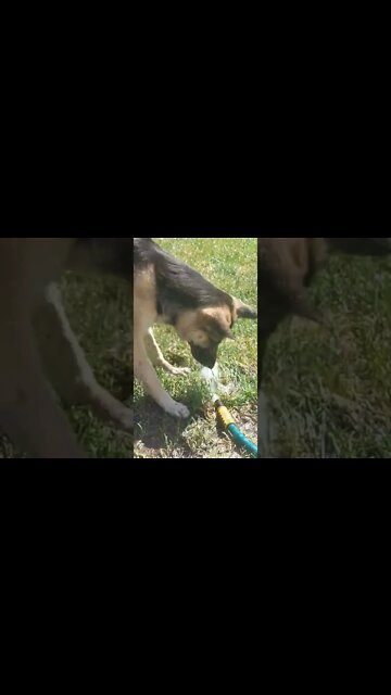 My Shespky And The Hose Got Into It Today 😂 #shorts