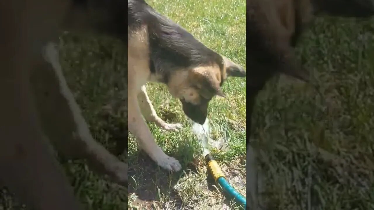 My Shespky And The Hose Got Into It Today 😂 #shorts