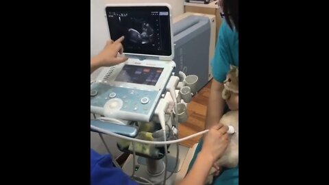 Expecting Mother Getting an Ultrasound