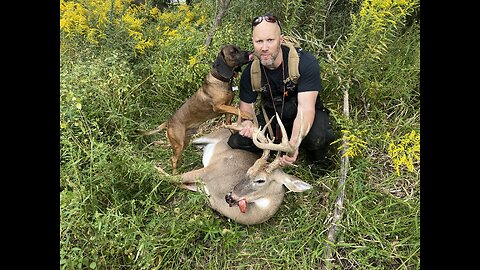 Blood tracking dog live deer