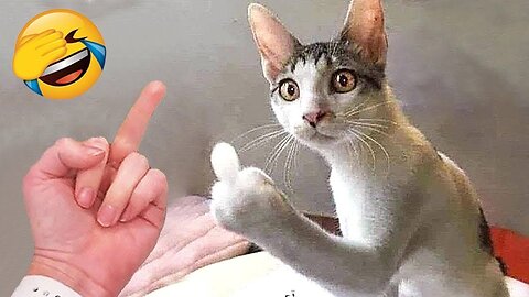 Funniest Animals 🤣 Hilarious Cats and Dogs 2023