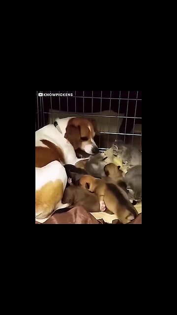 Mother dog fosters abandoned kittens!