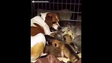 Mother dog fosters abandoned kittens!