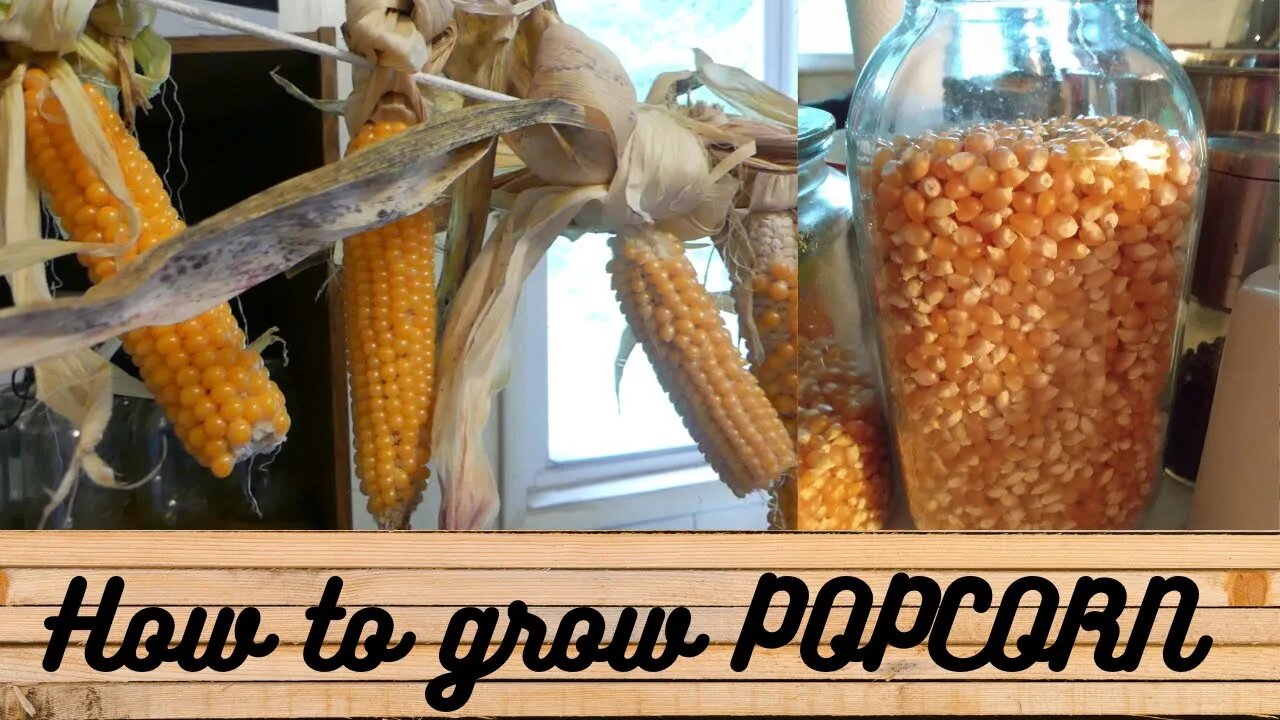 How to grow POPCORN