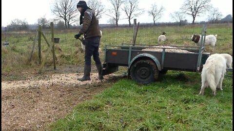 Planting small homestead vineyard part 2