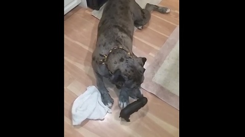 Olaf the Great Dane loves his baby pig