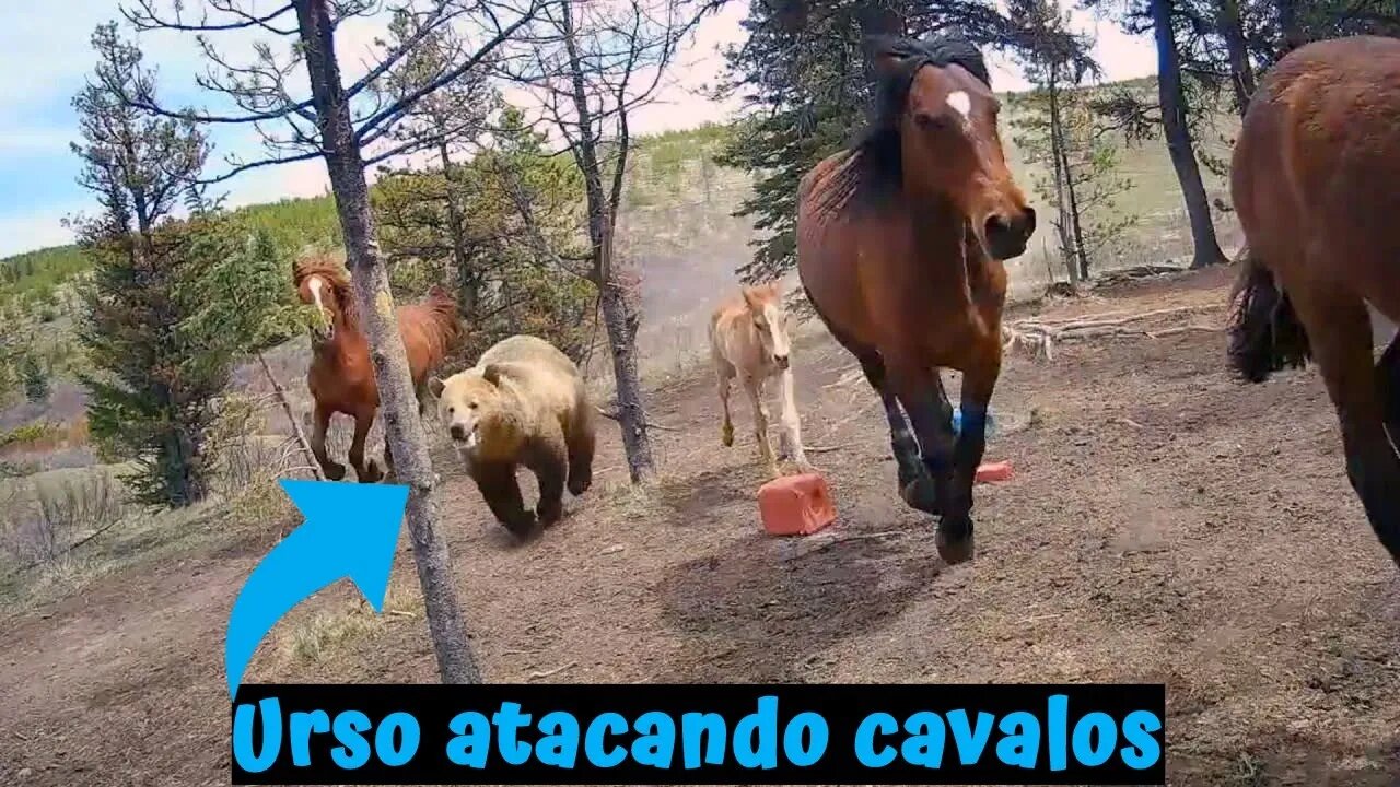 Urso atacando cavalos