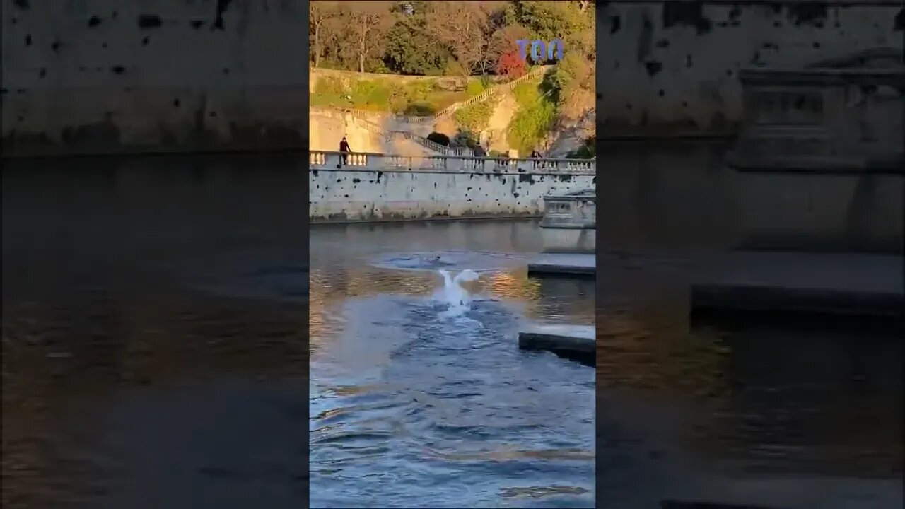 funny duck ever respect animals life
