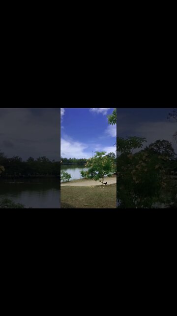 POV: what you see in a park