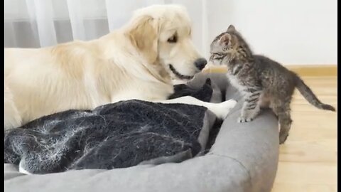 Golden Retriever Confused by Tiny kitten (So Funny!!)