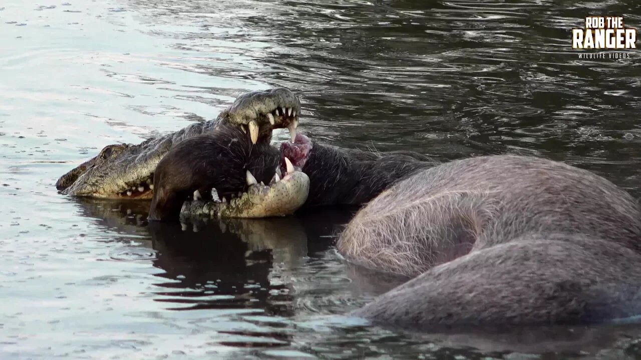 Incredible Strength Of A Crocodile (Introduced By Liaan Lategan)