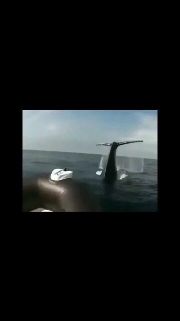 What a thrilling experience!! Whale deep sea in Florida Fishing