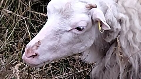 5. Tag Novene zum hl. Josef