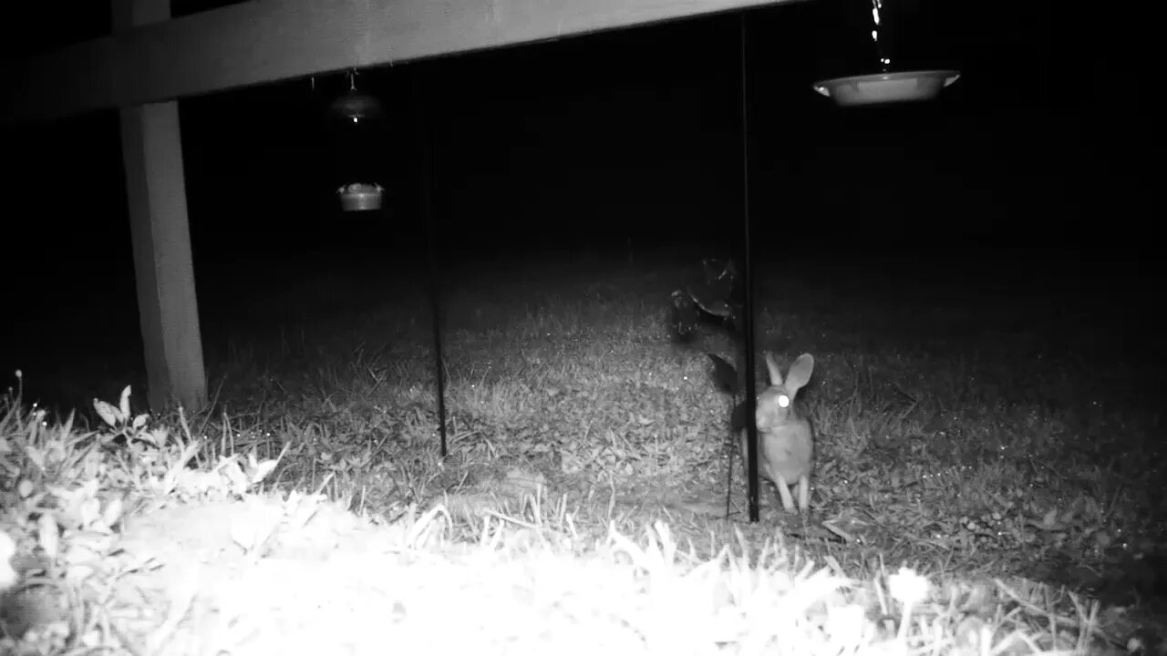 Hare made you flinch