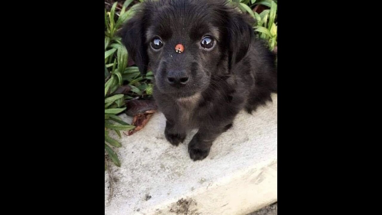 I laughed for an hour // TOP 7 PROVEN SOBATS // animal pranks
