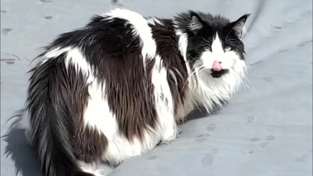 Maine Coon Cat on the pool cover! | Irnieracing