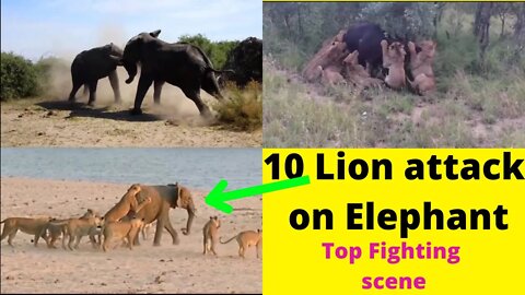 10 Lion attacked to elephant 🐘 and Lion attack buffalo 2022 ||