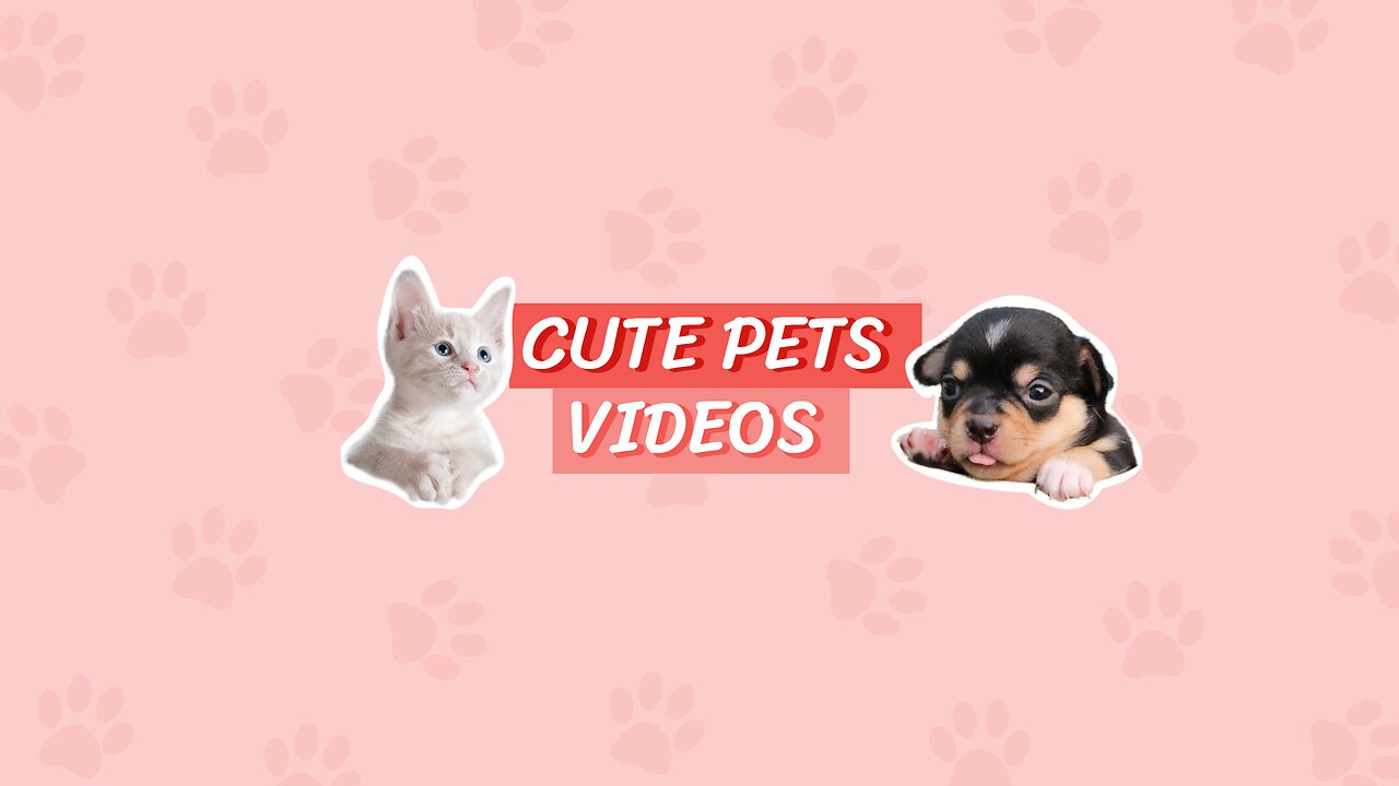 Funny Animals Cute Videos Cat And Dog 2023