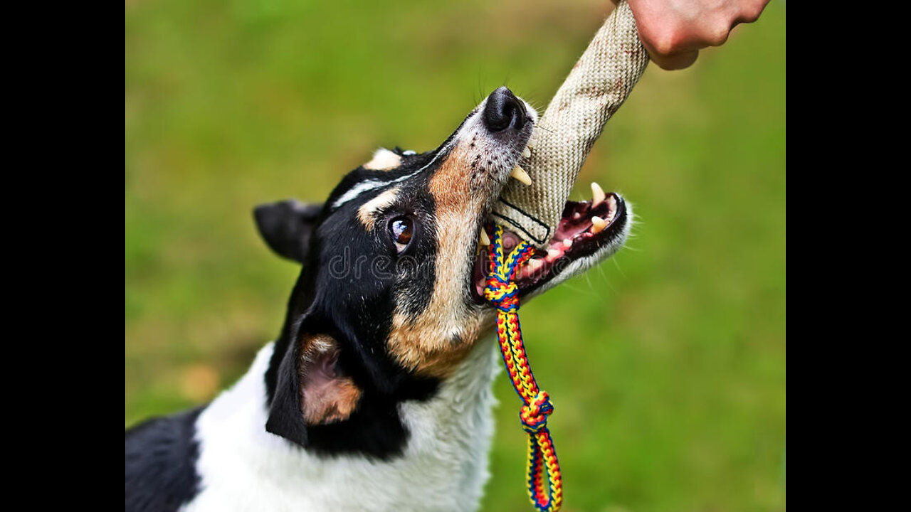 Basic Dog Training 101 – 10 Essential Commands ALL Dogs Should Know