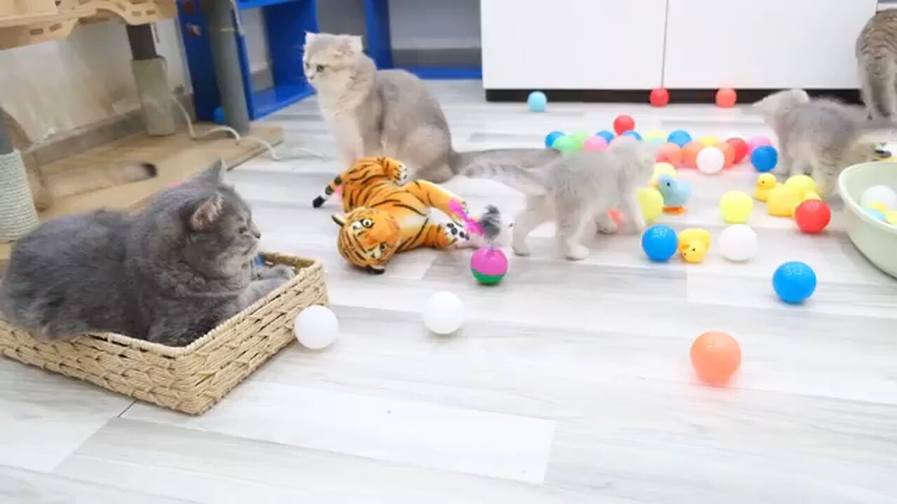 Pets Stars Funny cats video